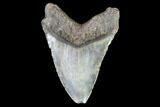 Bargain, Megalodon Tooth - North Carolina #91142-2